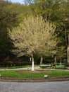 Blossoming tree with whitewashed trunk standing in a park during spring Royalty Free Stock Photo