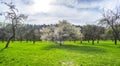 Blossoming trees in an apple orchard Royalty Free Stock Photo