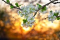 Blossoming trees on background of a sunset in the spring
