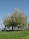 Blossoming trees in the park