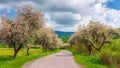 Blossoming trees in spring time Royalty Free Stock Photo