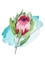 Watercolor painting illustration of blossoming tropical flower protea. Royalty Free Stock Photo
