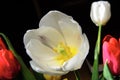 A blossoming tulip bud is lit by the sun Royalty Free Stock Photo