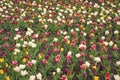 Blossoming tulip fields. spring landscape park. country of tulip. beauty of blooming field. famous tulips festival Royalty Free Stock Photo