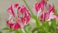 Blossoming tulip selective focus. Pink and white tulip on flowerbed. Close up. Royalty Free Stock Photo