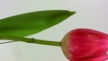 Blossoming tulip in white background