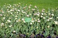 Blossoming tulips closeup Royalty Free Stock Photo