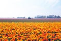 Blossoming tulips in the countryside from Netherlands