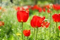 Blossoming tulips outdoors on spring day