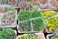 Blossoming tulips for sale in Amsterdam the Netherlands Royalty Free Stock Photo