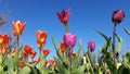 Tulips Blooms With Warm Sunlight