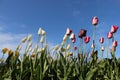 Tulip Plot