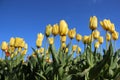 Bllooming Yellow Tulips With Green Leaves