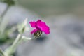 The blossoming Turkish carnation against blurred background. Dianthus barbatus Royalty Free Stock Photo