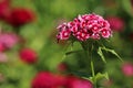 The blossoming Turkish carnation. The Turkish carnation red with white against blurred background. Royalty Free Stock Photo