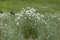 Eriophorum vaginatum, the hare`s-tail cottongrass, tussock cottongrass, or sheathed cottonsedge, is a species of perennial herbace Royalty Free Stock Photo