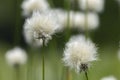 Eriophorum vaginatum, the hare`s-tail cottongrass, tussock cottongrass, or sheathed cottonsedge, is a species of perennial herbace Royalty Free Stock Photo