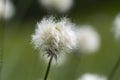 Eriophorum vaginatum, the hare`s-tail cottongrass, tussock cottongrass, or sheathed cottonsedge, is a species of perennial herbace Royalty Free Stock Photo