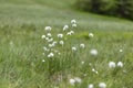 Eriophorum vaginatum, the hare`s-tail cottongrass, tussock cottongrass, or sheathed cottonsedge, is a species of perennial herbace Royalty Free Stock Photo