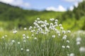 Eriophorum vaginatum, the hare`s-tail cottongrass, tussock cottongrass, or sheathed cottonsedge, is a species of perennial herbace Royalty Free Stock Photo