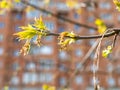 Blossoming twig of ash tree and multi-storey house Royalty Free Stock Photo