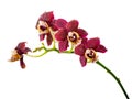 Blossoming twig of beautiful dark purple orchid, phalaenopsis is