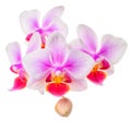 blossoming twig of beautiful purple with white orchid, phalaenopsis is isolated on white background, close up Royalty Free Stock Photo