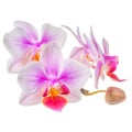 Blossoming twig of beautiful purple with white orchid, phalaenop Royalty Free Stock Photo