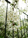 Blossoming twig of cherry blossoms in the spring