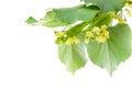 Blossoming twig of limetree or linden tree