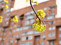 Blossoming twig of maple and high-rise house Royalty Free Stock Photo