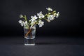 Blossoming twig with white flowers in a vase