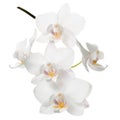 Blossoming twig of white orchid, phalaenopsis is isolated on background