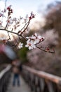 Blossoming twig of wild cherry
