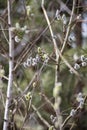 Blossoming twigs on a blurred background in the forest, vertical