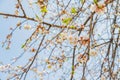 Blossoming twigs of cherry on a background of blue sky Royalty Free Stock Photo