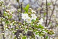 Blossoming twigs of cherry tree in city garden