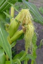 Blossoming of unripe ears of corn. Corn rylets and columns