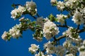 Blossoming very old apple tree against the blue spring sky. Close-up white apple flowers. Royalty Free Stock Photo