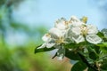 Blossoming very old apple tree against the blue spring sky. Close-up white apple flowers. Royalty Free Stock Photo