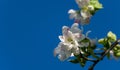 Blossoming very old apple tree against the blue spring sky. Close-up white apple flowers. Selective focus. Nature concept Royalty Free Stock Photo