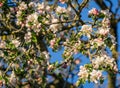 Blossoming very old apple tree against the blue spring sky. Close-up white apple flowers. Selective focus. Sunny evening Royalty Free Stock Photo