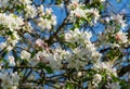 Blossoming very old apple tree against the blue spring sky. Close-up white apple flowers. Selective focus. Sunny evening Royalty Free Stock Photo