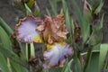 The name `Chasing the Rainbow` is very suitable for this iris. Royalty Free Stock Photo