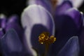 Blossoming violet - blue flower of crocus with orange pestle and stamens. Macro with selective focus. Saffron in the spring garden