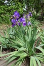 Blossoming violet german bearded iris