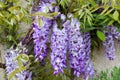 Blossoming violet wisteria flowers with young spring green leaves on the house wall Royalty Free Stock Photo