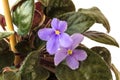 Blossoming violets in flower pot - isolated on white background Royalty Free Stock Photo