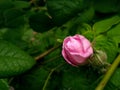 Blossoming Virginity: A Pink Rose Bud in Macro