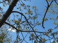 Blossoming walnut tree on the blue sky background Royalty Free Stock Photo